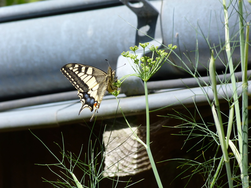 [Papilio machaon] du 9 juillet; P1840512