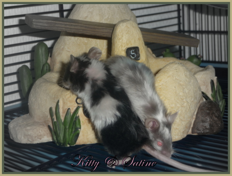 Mes petites souris Satine Neige et Kitty P1170918