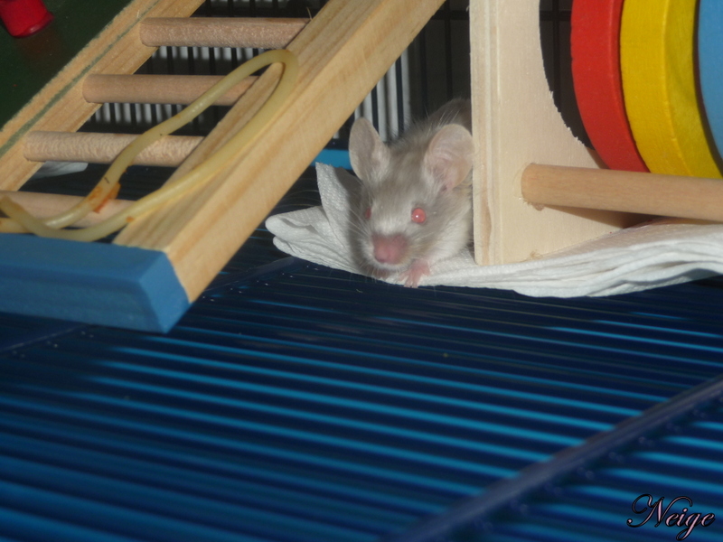 Mes petites souris Satine Neige et Kitty P1180012