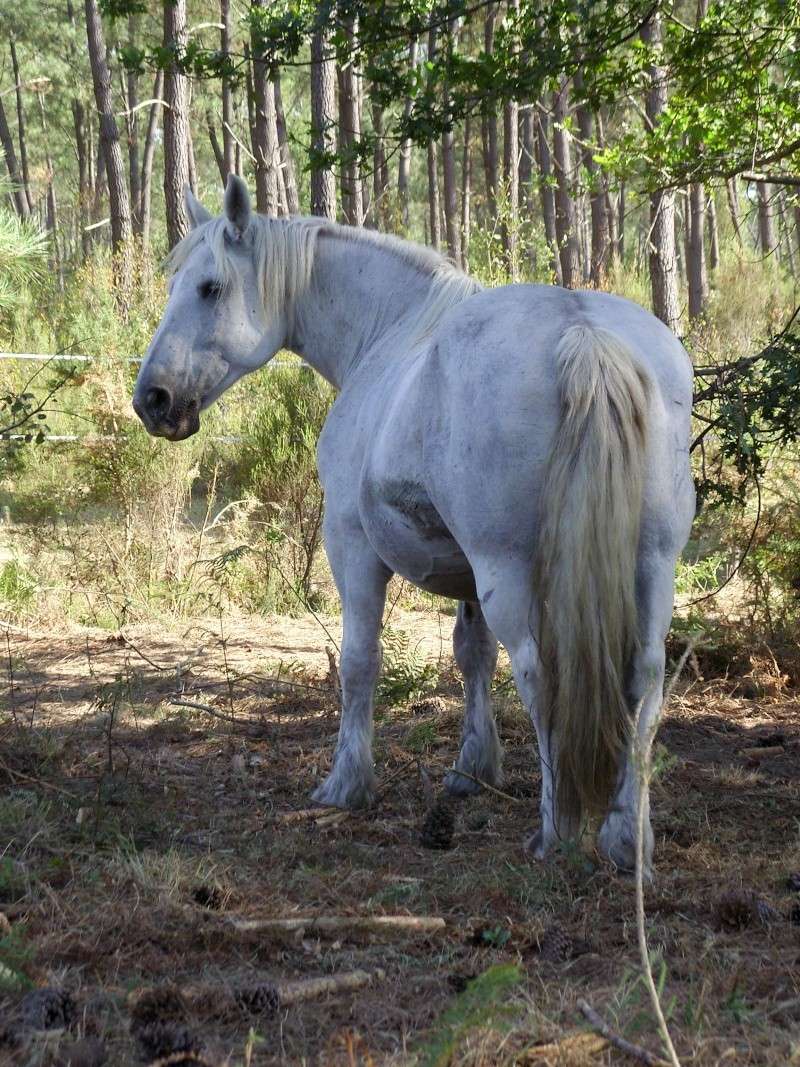 m�lodie - MELODIE DE LA NOTTE et CESAR, percherons et Charlotte33  (Mars 2012) - Page 29 Snb11432