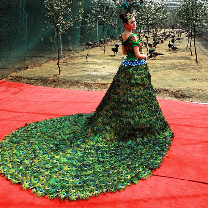 فستان من ريش الطاووس Peacoc10