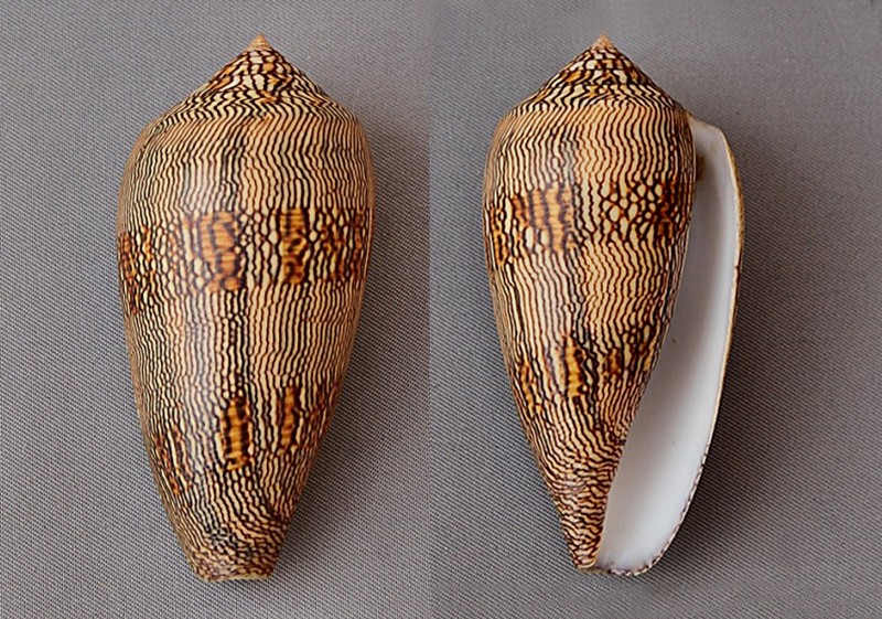 Conus (Cylinder) textile cholmondeleyi Melvill, 1900 voir Conus (Cylinder) textile Linnaeus, 1758 3283-110