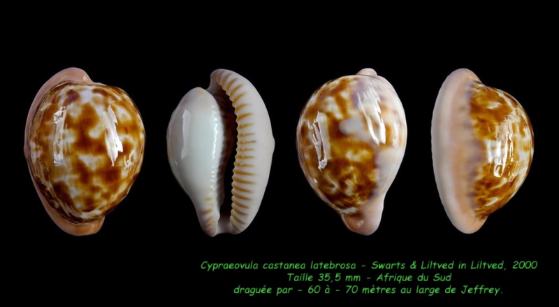 Cypraeovula castanea latebrosa Swarts & Liltved in Liltved, 2000  Castan10