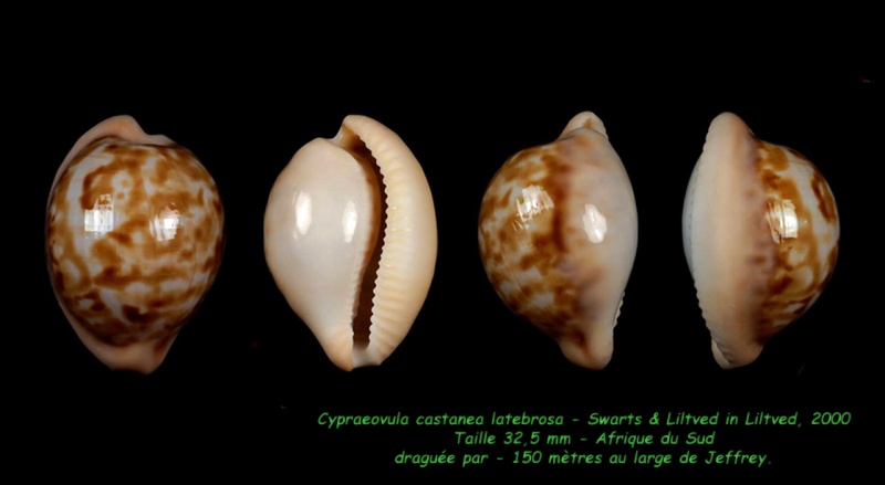 Cypraeovula castanea latebrosa Swarts & Liltved in Liltved, 2000  Castan11