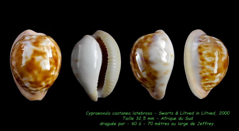 Cypraeovula castanea latebrosa Swarts & Liltved in Liltved, 2000  Castan12