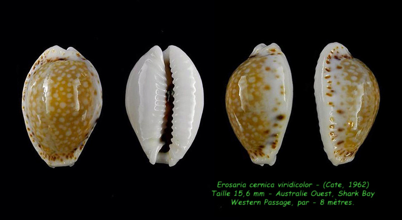 Naria cernica viridicolor (Cate, 1962) Cernic12