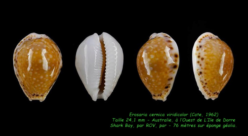 Naria cernica viridicolor (Cate, 1962) Cernic13