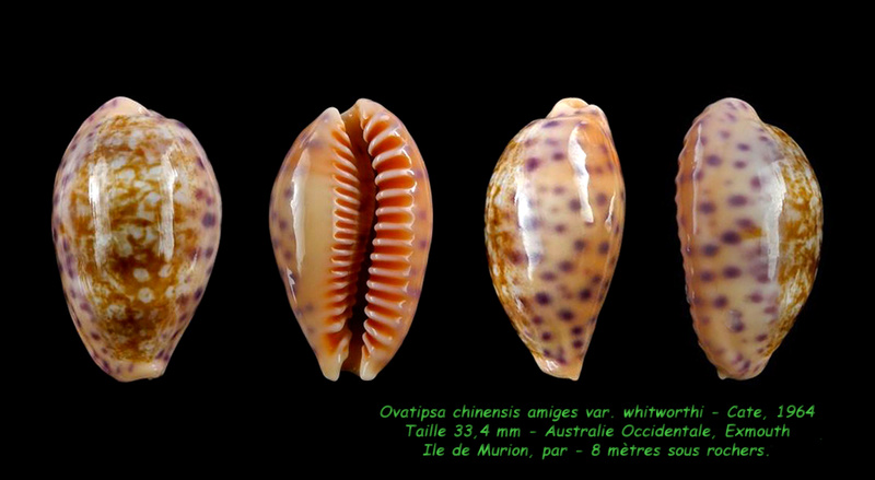 Ovatipsa chinensis amiges var. whitworthi Cate, 1964 voir Ovatipsa chinensis Chinen11