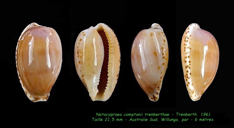 Notocypraea comptonii trenberthae Trenberth, 1961 voir Notocypraea comptonii Compto12