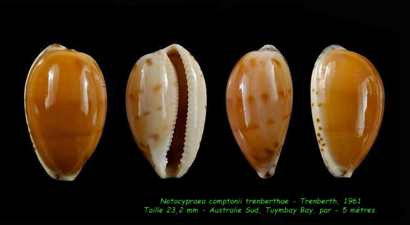 Notocypraea comptonii trenberthae Trenberth, 1961 voir Notocypraea comptonii Compto13