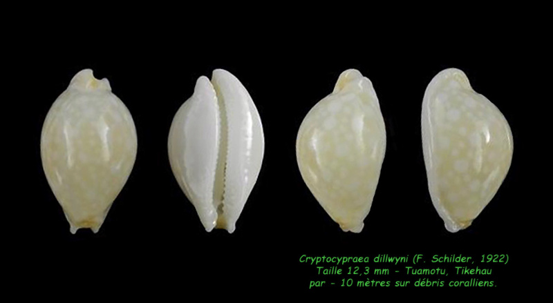 Cypraeidae Erosariinae Cryptocypraea dillwyni (F. Schilder, 1922) - Page 2 Dillwy11