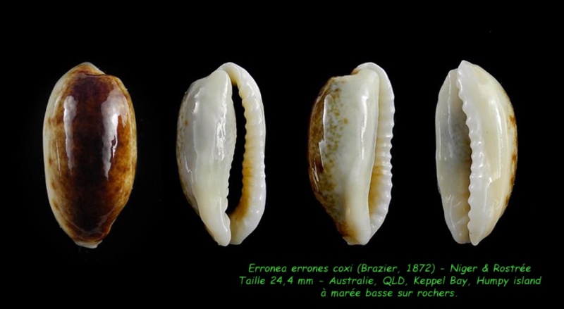 Erronea errones - (Linnaeus, 1758) - Niger & Rostrée (différents degrés) Errone11