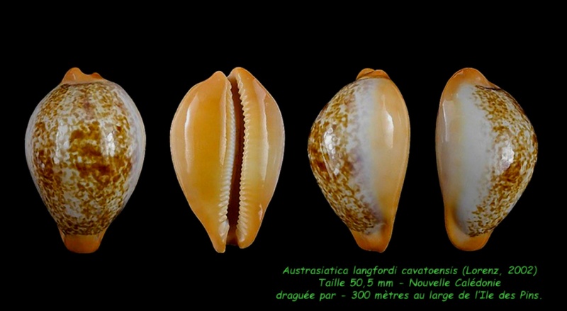 Austrasiatica langfordi cavatoensis (Lorenz, 2002) Langfo10