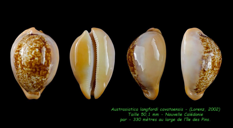 Austrasiatica langfordi cavatoensis (Lorenz, 2002) Langfo14