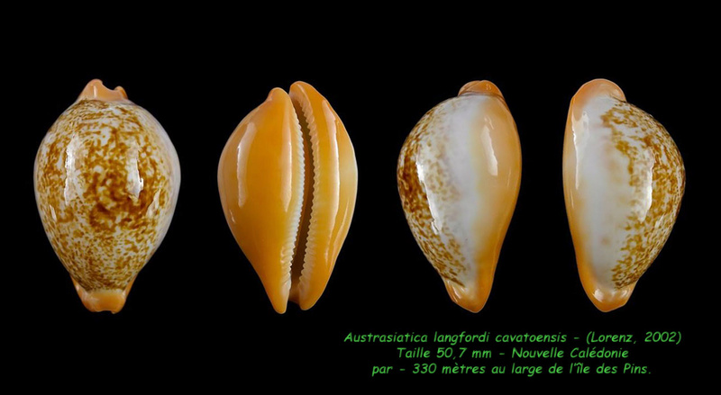 Austrasiatica langfordi cavatoensis (Lorenz, 2002) Langfo15