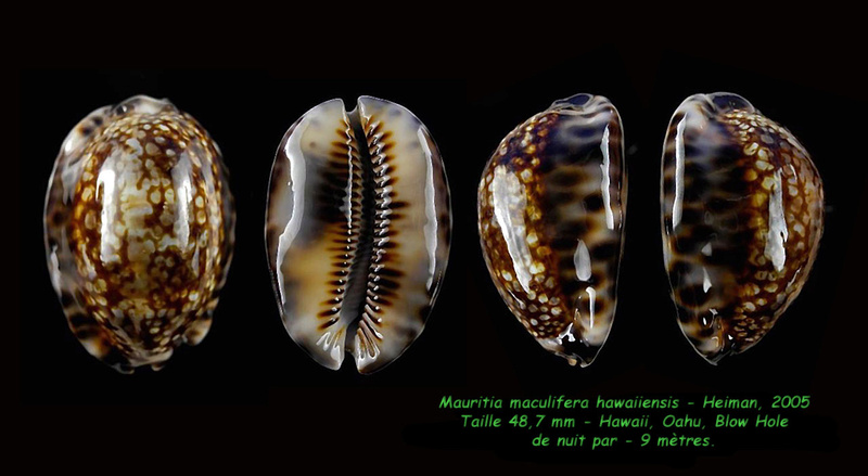Mauritia maculifera hawaiiensis - Heiman, 2005 voir Mauritia maculifera maculifera - Schilder, 1932 Maculi11