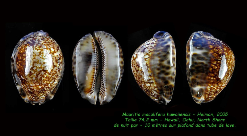 Mauritia maculifera hawaiiensis - Heiman, 2005 voir Mauritia maculifera maculifera - Schilder, 1932 Maculi12