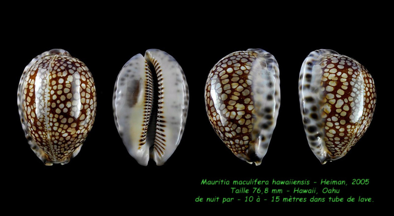 Mauritia maculifera hawaiiensis - Heiman, 2005 voir Mauritia maculifera maculifera - Schilder, 1932 Maculi13