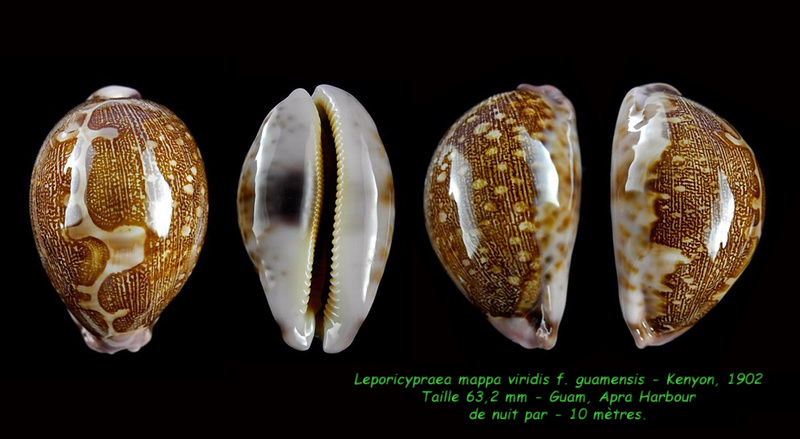 Leporicypraea mappa viridis f. guamensis Kenyon, 1902 Mappa_20