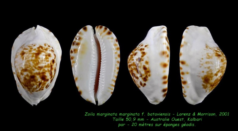 Zoila marginata marginata f. bataviensis - Lorenz & Morrison, 2001 Margin11