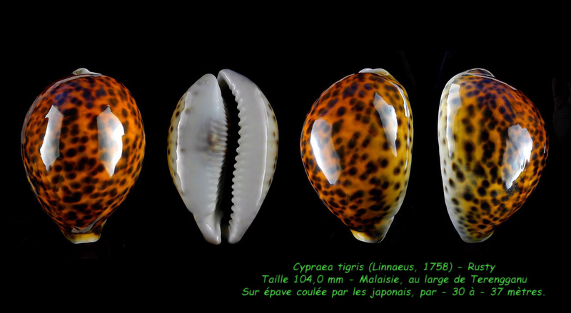 Cypraea tigris - Linnaeus, 1758 - Rusty Tigris10