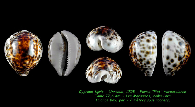 Cypraea tigris tigris - Linnaeus, 1758 - Forme "Flat" marquésienne Tigris12