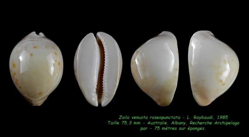 Zoila venusta roseopunctata - L. Raybaudi, 1985 Venust10