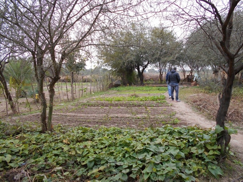 Huertas orgánicas Dscn0012