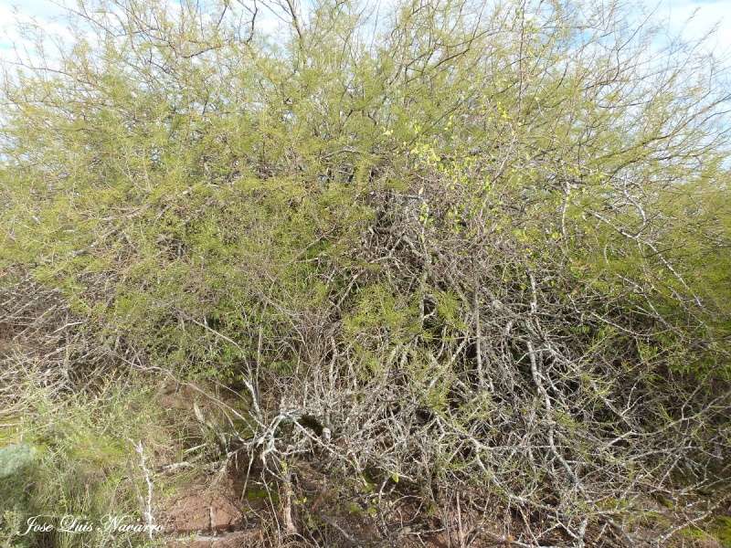 Churqui (Acacia caven) P1350010