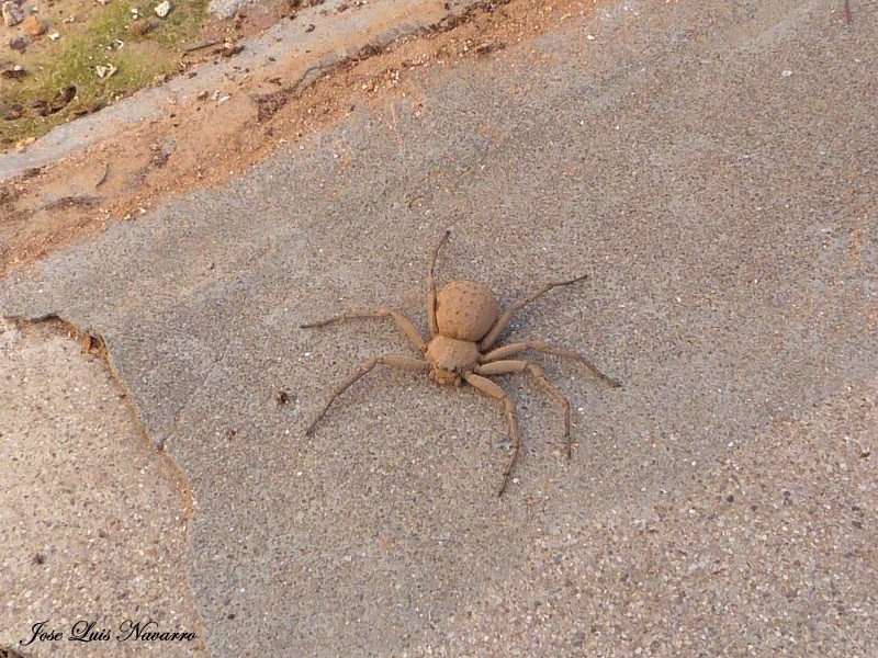 Araña sicario (Sicarius terrosus) P1350810