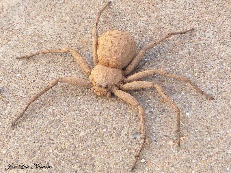 Araña sicario (Sicarius terrosus) P1350811