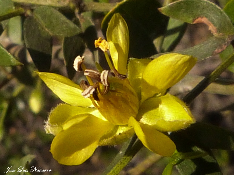 Jarilla( Larrea divaricata Cav.) P1360411