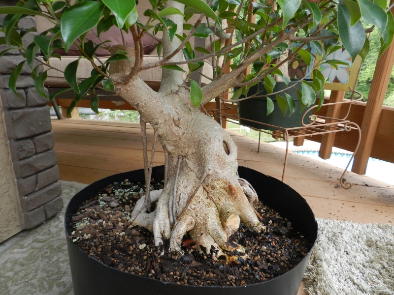 My biggest Ficus 00111