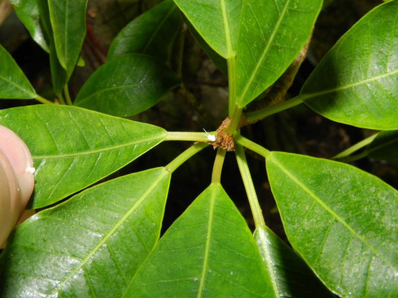 Big Ficus natalensis - Page 2 00114