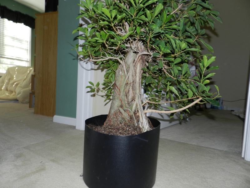 Big Ficus natalensis 00511