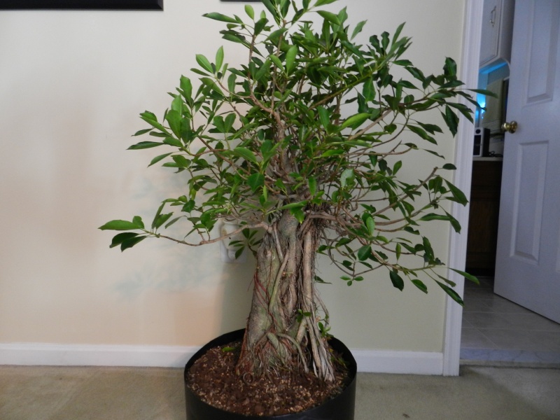 Big Ficus natalensis - Page 2 00916