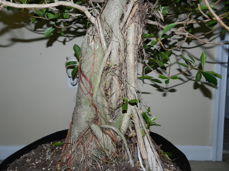 Big Ficus natalensis - Page 2 01611