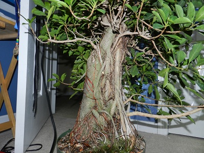 Big Ficus natalensis 01811