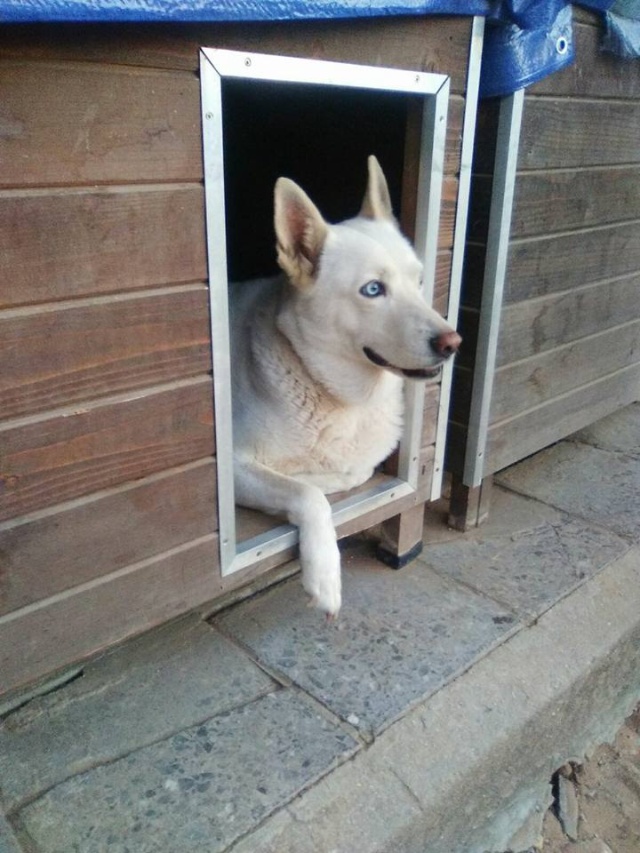 Canis - Lola 13466111