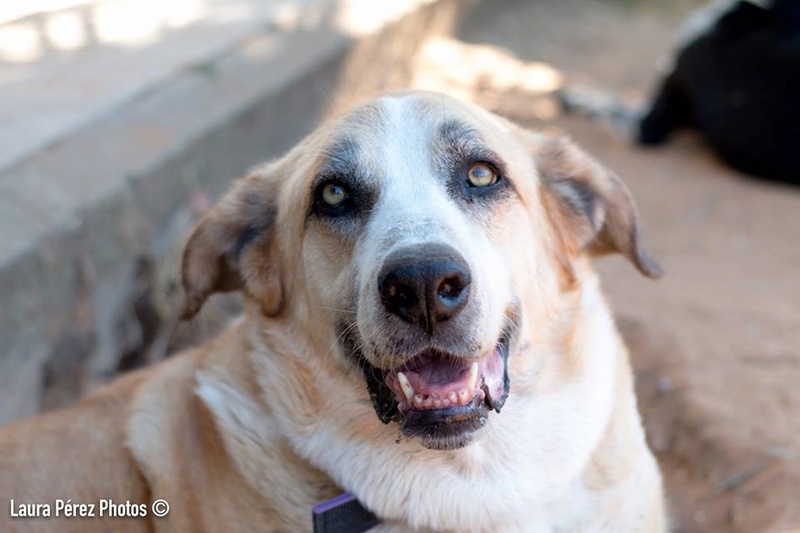 Canis Thor(Gedeeltelijke adoptie) 13615210