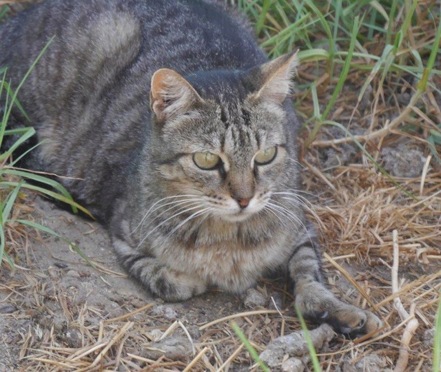 KH - Tigger - Gedeeltelijke adoptie P1340825