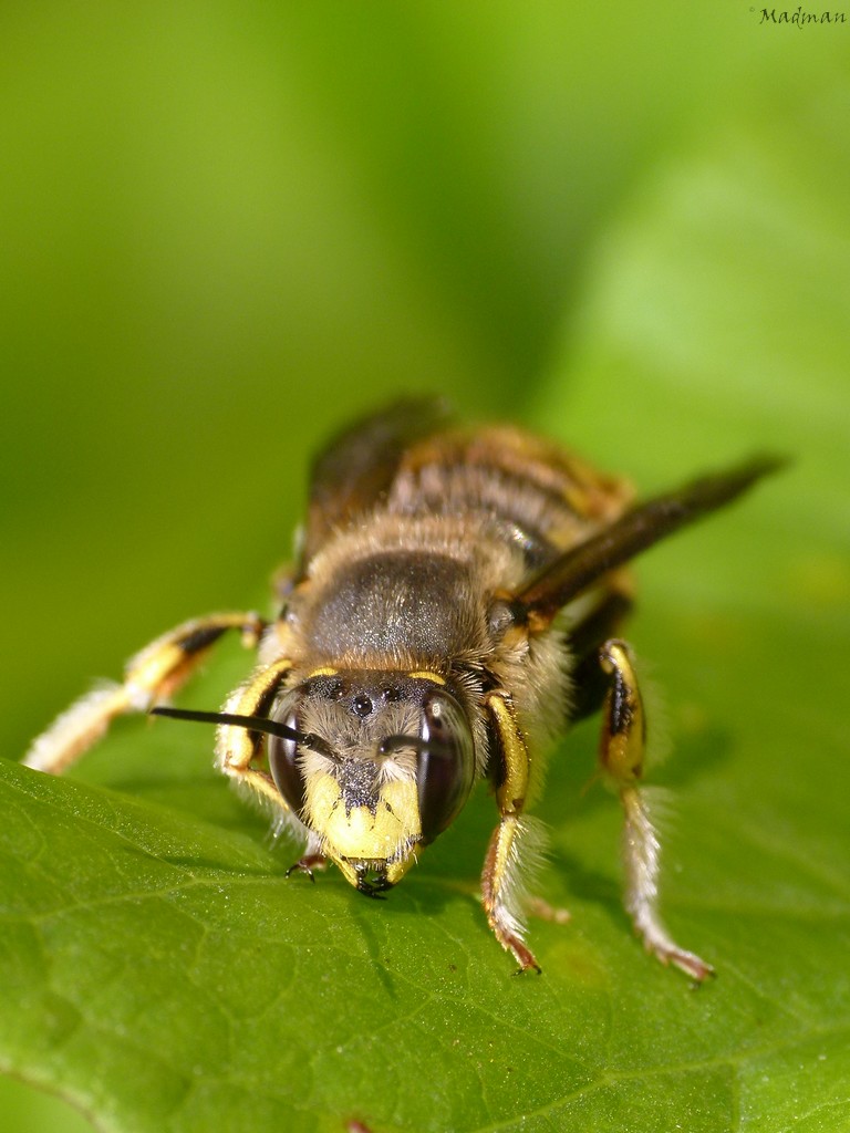 Anthidium  P1370610