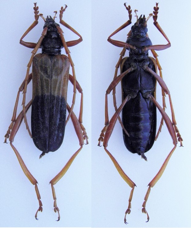 [Schmidtiana violaceothoracica] Cerambycidae du Laos Laos_412