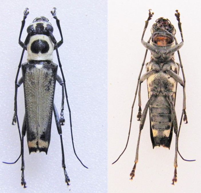 [Glenea (Glenea) posticata] Cerambycidae du Laos Laos_p13