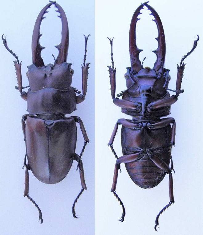 [Prosopocoilus astacoides castaneus] Lucane du Laos Laos_v11