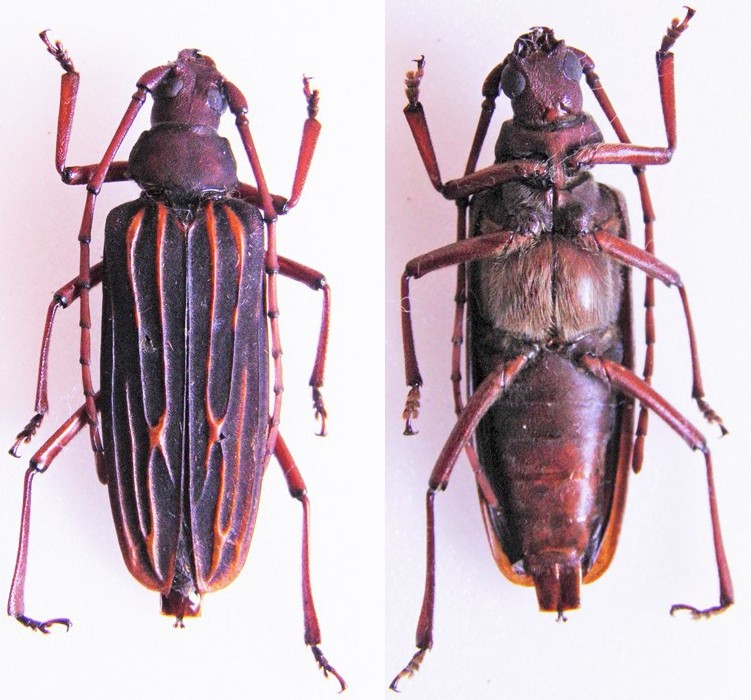 [Nepiodes costipennis] Cerambycidae du Laos Laos_v17