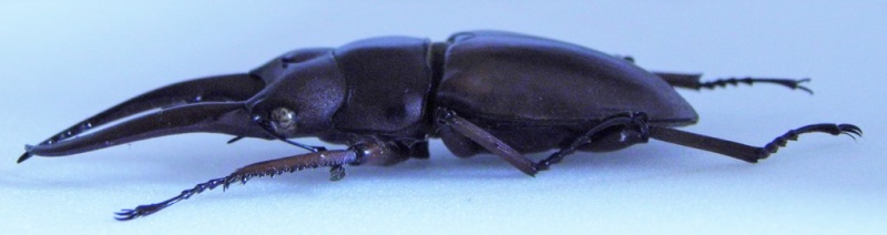 [Prosopocoilus astacoides castaneus] Lucane du Laos Prosop10