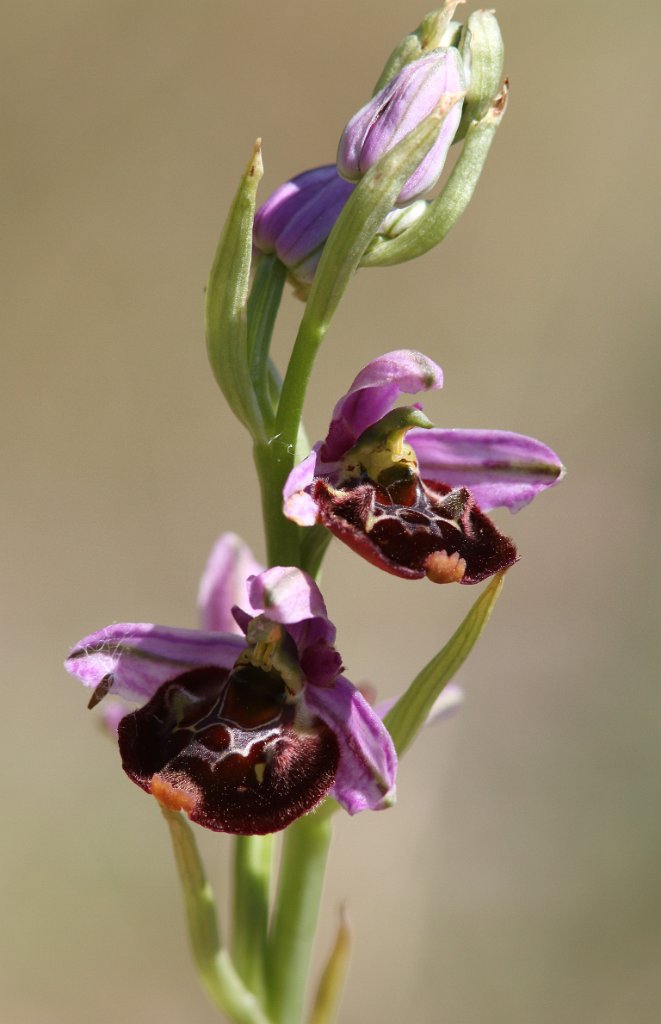 Fuciflora subsp. souchei  Img_8912