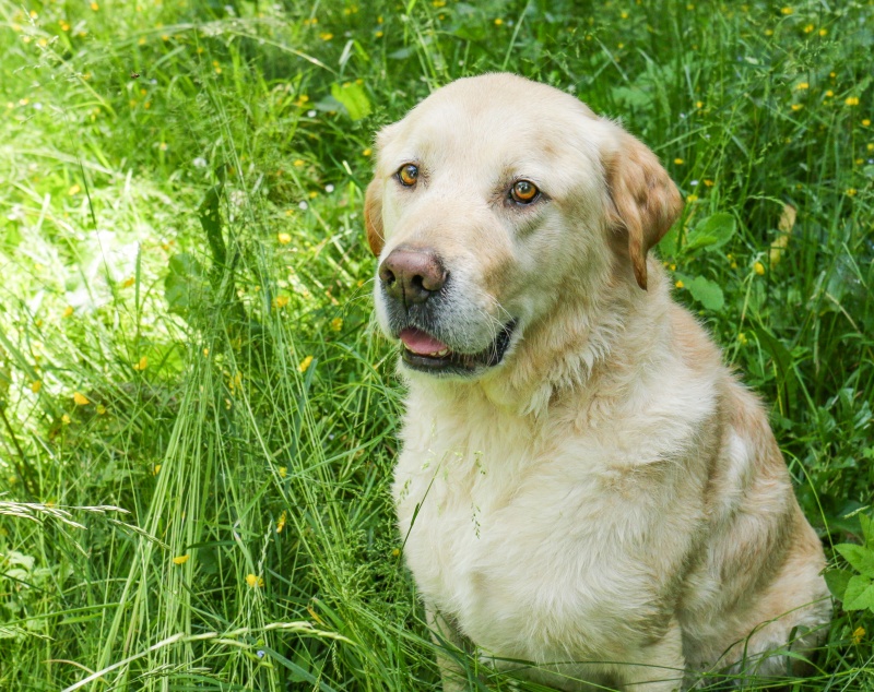 BILOULOU, mâle type GOLDEN RETRIEVER - Page 10 Img_1710