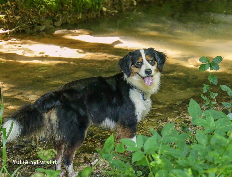 HAPRIL, JEUNE CROISEE BOUVIER BERNOIS x BORDER COLLIE, 4 ans - Page 4 Img_2511